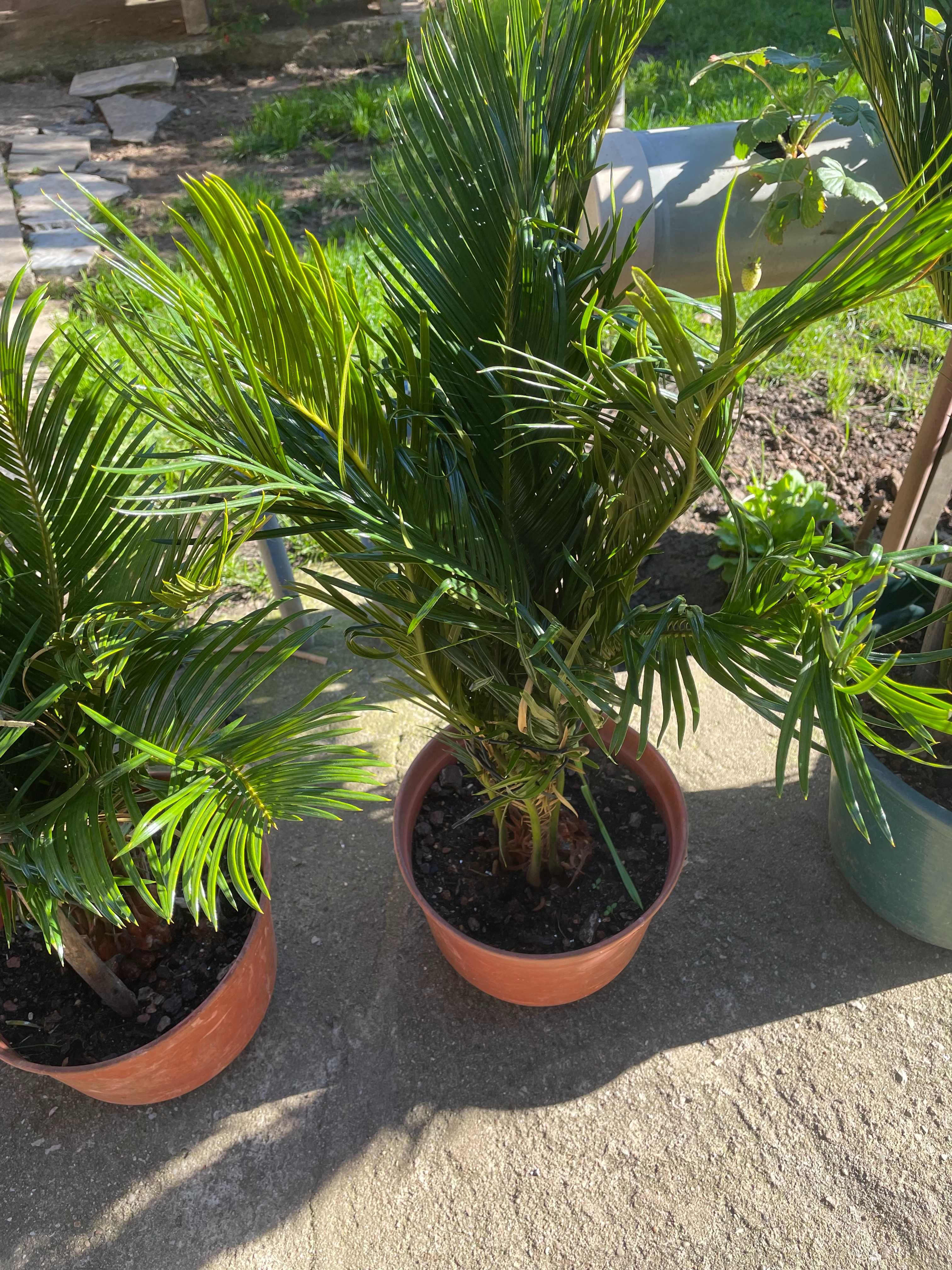 Palmeiras Cica de jardim - Cycas revoluta