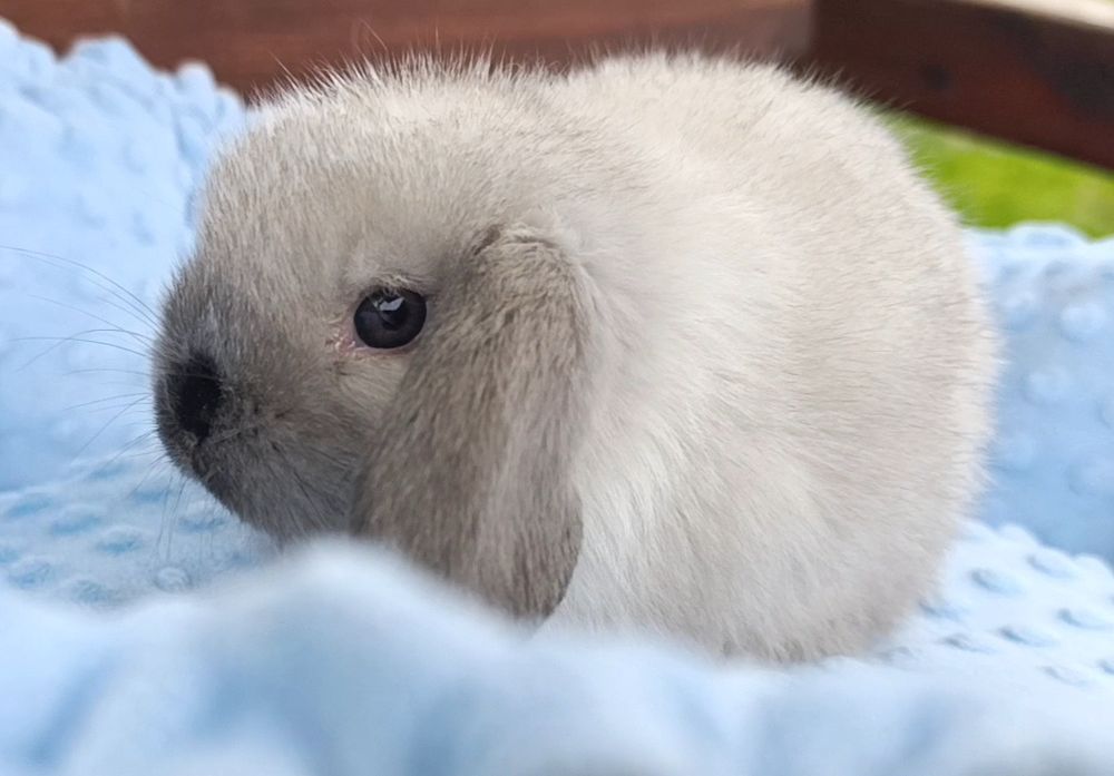 Декоративний міні, вісловухий кролик, mini lop