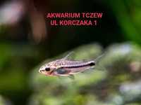 Kirys Pigmej ul Korczaka 1 Akwarium Tczew