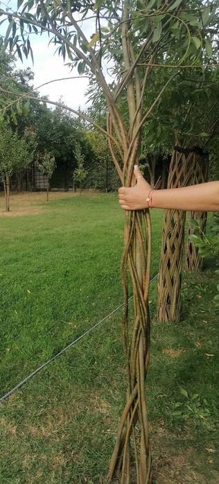 Wierzba pleciona rezerwacja