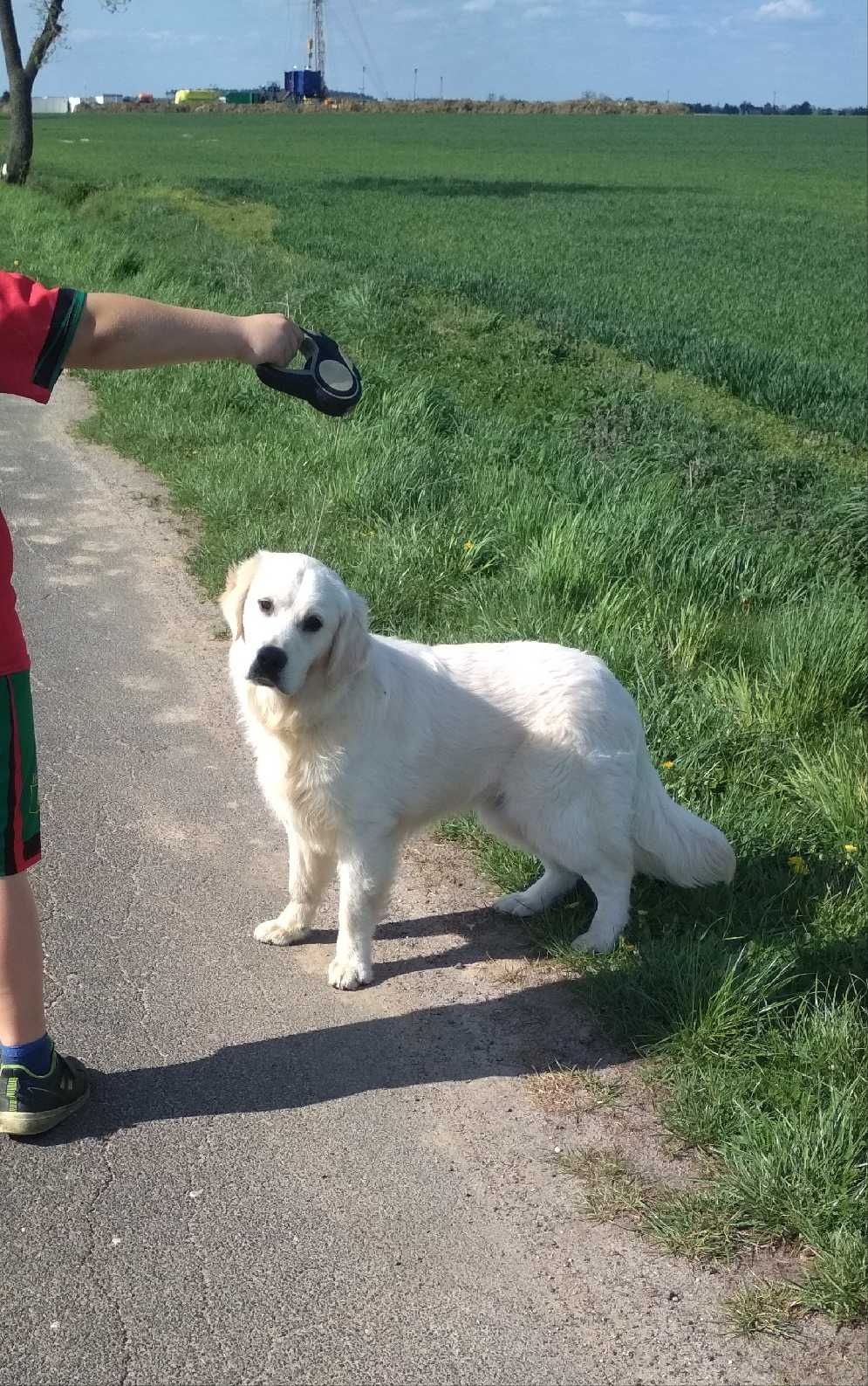 Golden retriever