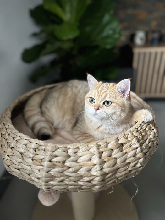 Kocurek brytyjski czarny złocisty