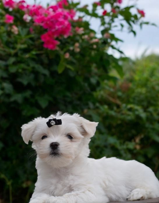 Кукольна крихітка мальтезе. Болонка