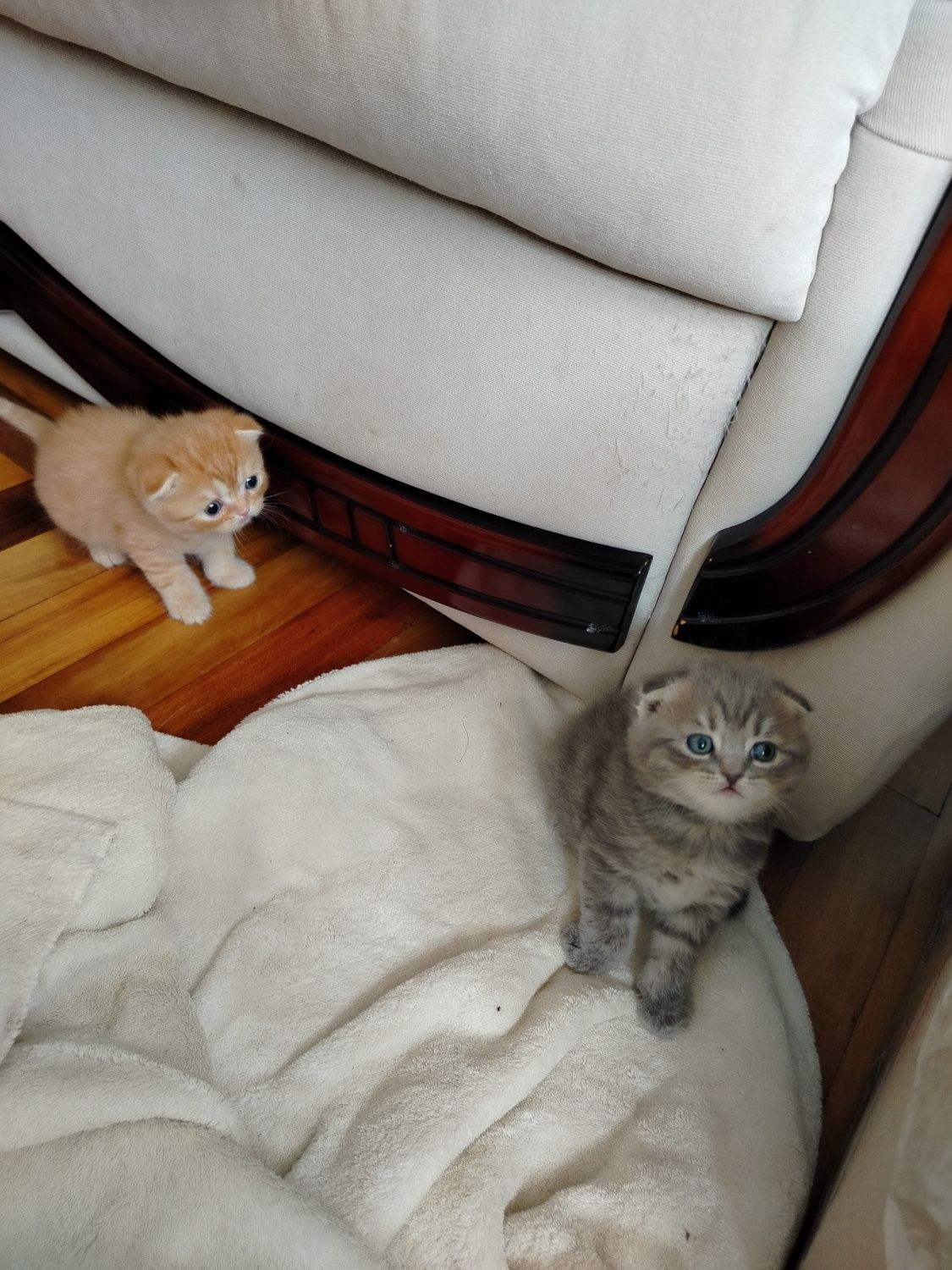 Шотландские котята