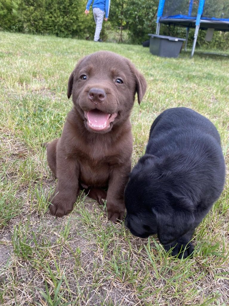 Labrador retriever