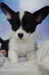 Welsh Corgi Cardigan suczka dziewczynka *SunniPeachy*DO ODBIORU