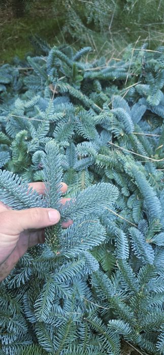 Kruciaki Jodła Nobilis