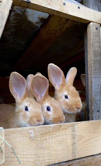 Продам кролів породи полтавське срібло та боргундія