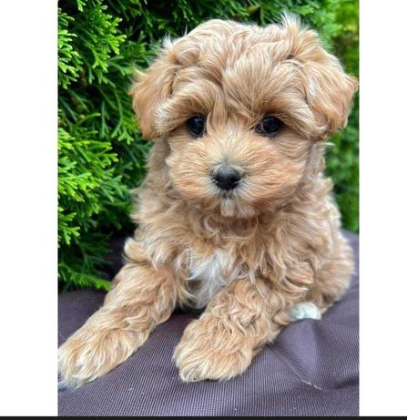 Maltipoo maltańczyk pudel toy red brown