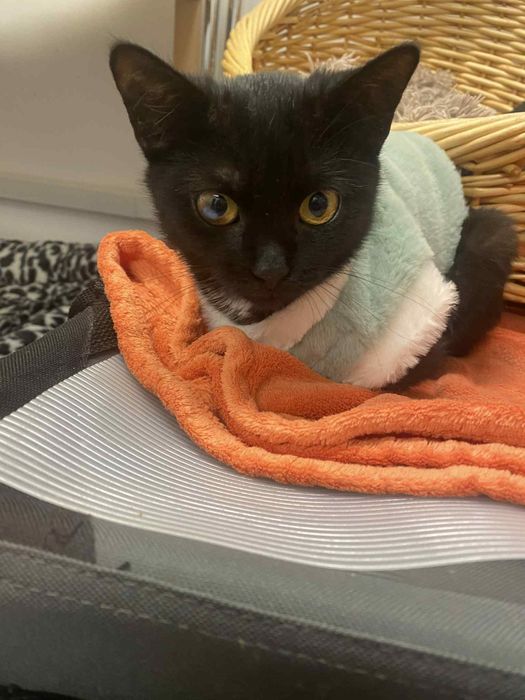 Fuksja w wieku 5 miesięcy szuka domu