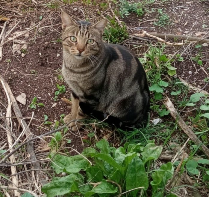 2 gatos lindos para adoção responsável