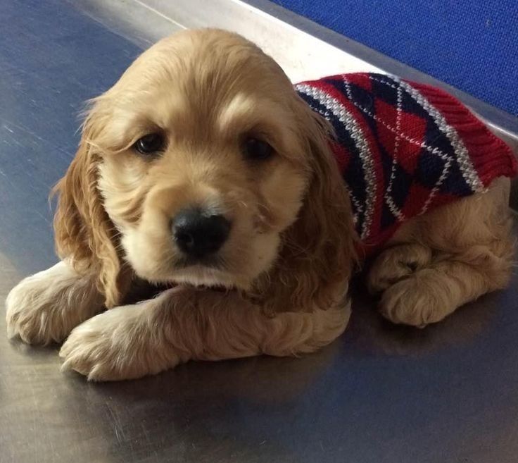 Кокер-спанієль – ідеальний друг для дому та душі