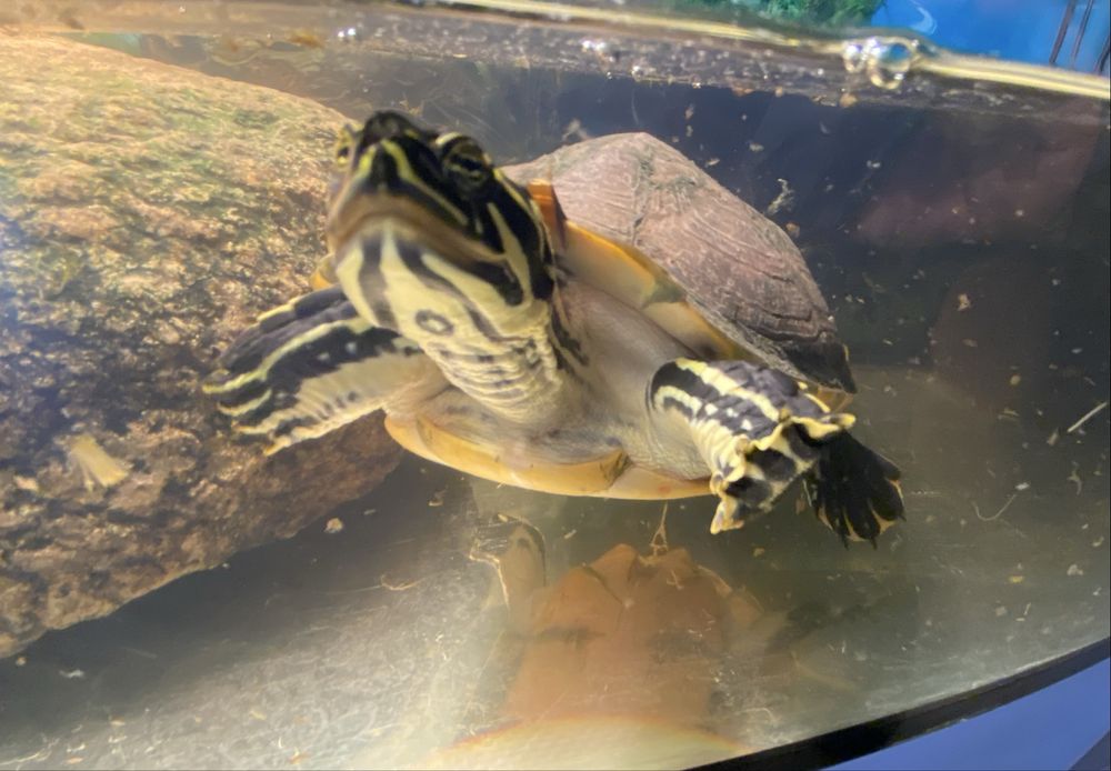 żółw wodno lądowy hieroglifowy