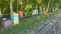 Pszczoły ule odkłady rodziny pszczele