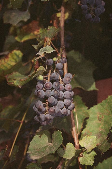 Плівкова камера Canon EOS 3000N