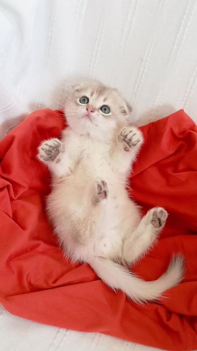 Шотландский котик блакитне золото ау11