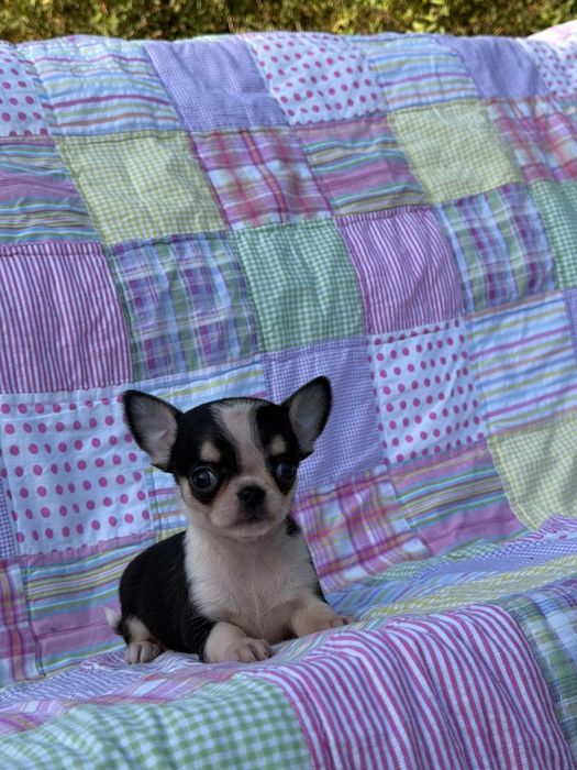 Chihuahua krótkowłosy