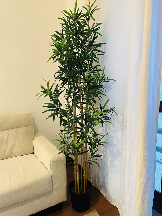 Planta ornamental ikea Bambu como nova