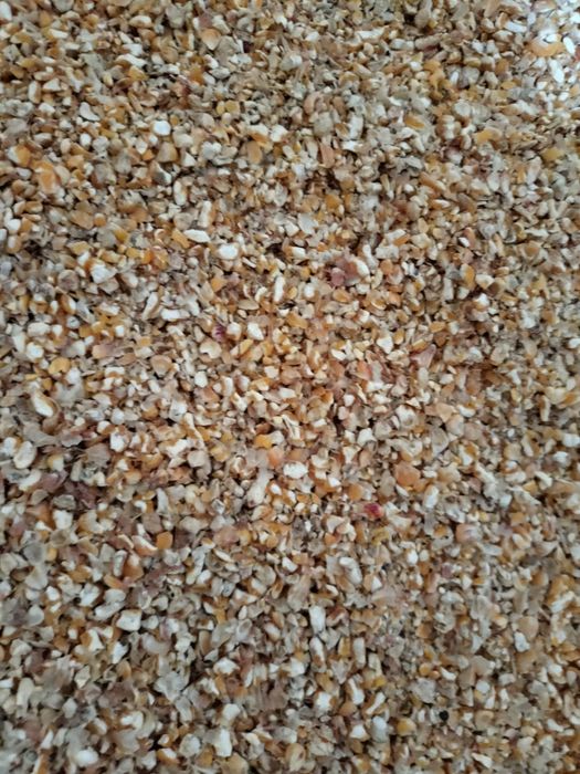 Kukurydza sucha dla kur