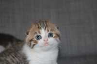 gatinho scottish fold bicolor