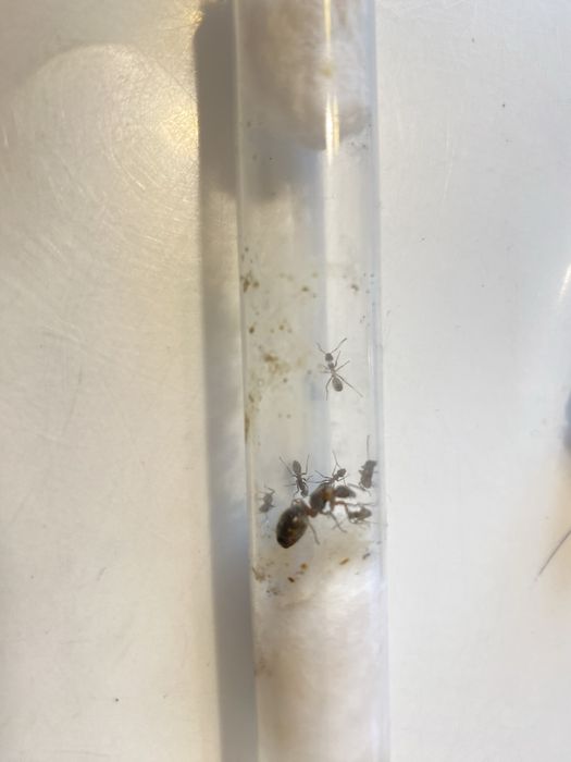 Мурахи форміка серві форміка