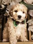 Maltipoo.Samiec.