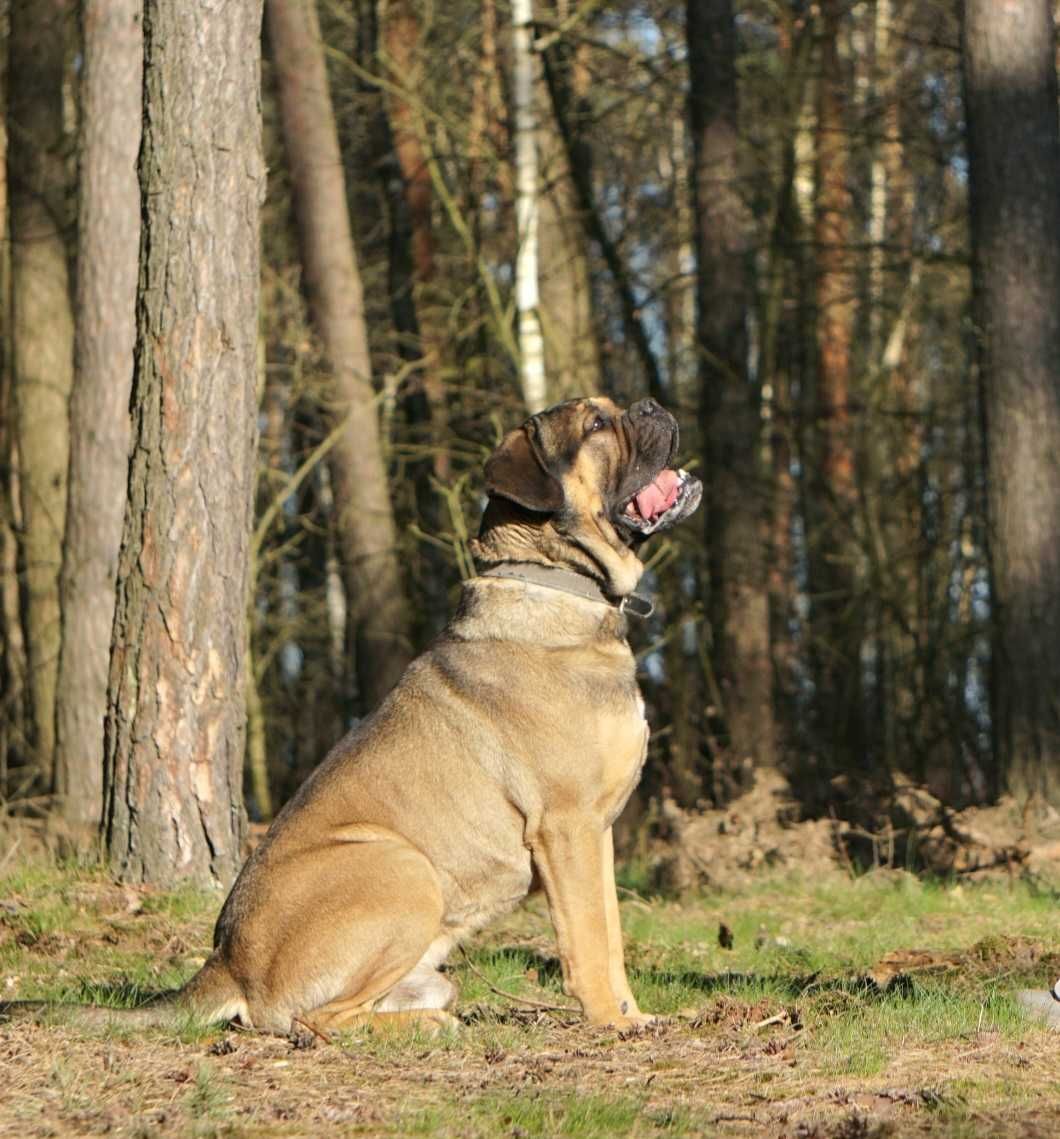 Cane Corso ZKwP/FCI oddział Wrocław