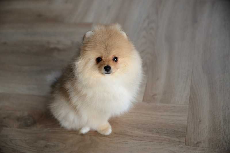 Pomeranian  sunia orange sable ,po bardzo pięknych rodzicach