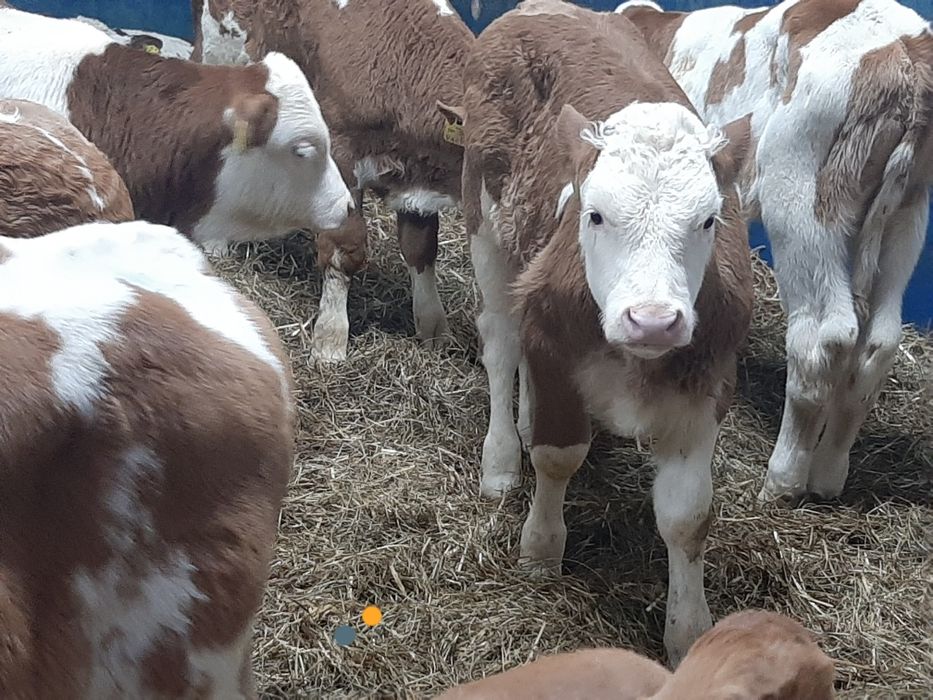 Piękne mięsne cielaki