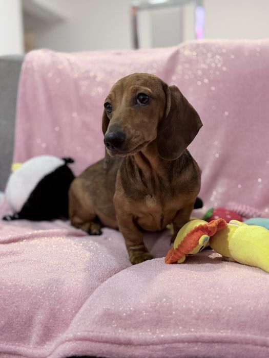 Teckel excelente menina