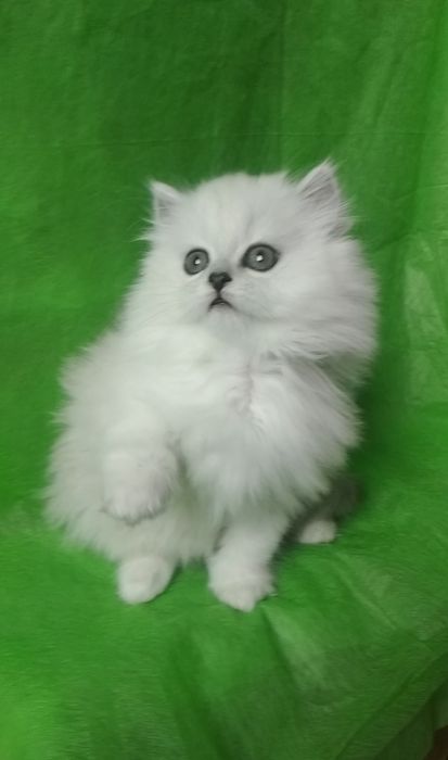 Белый серебристый шиншилла хайленд британский