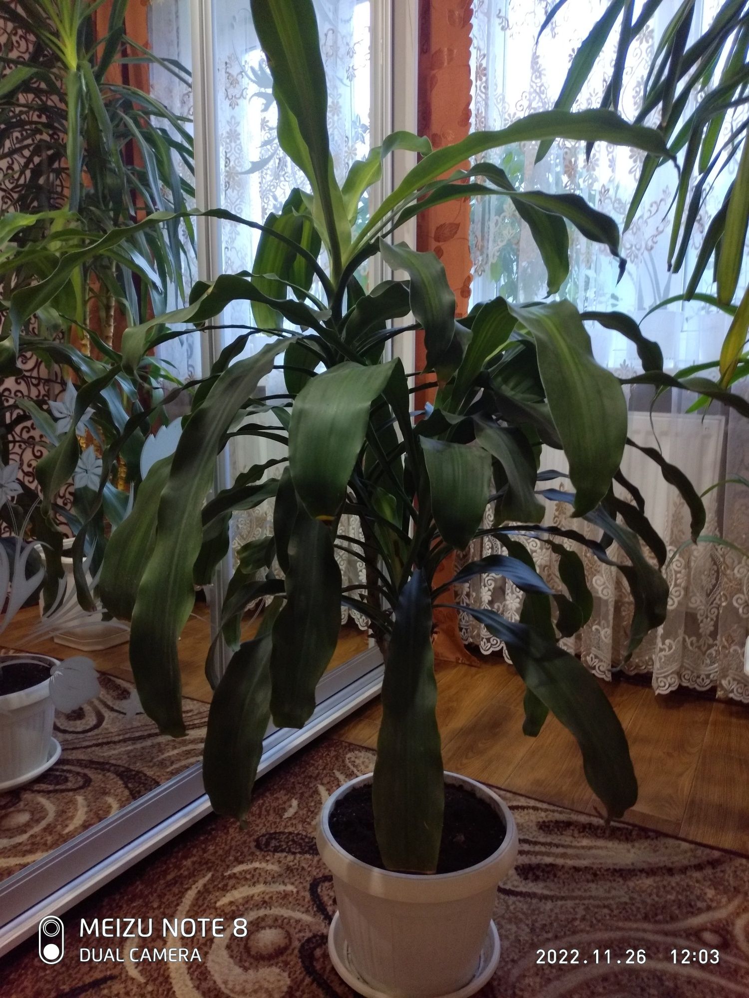 Растение"DRACAENA FRAGRANS"на стволе