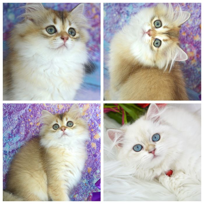 Британская золотая шиншилла котята /поинт