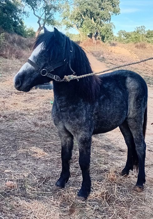 Ponei fêmea cruzada de welshe