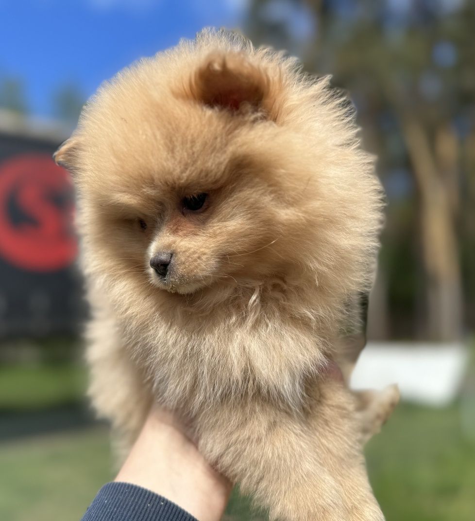 Szpic miniaturowy Pomeranian szczeniak ekstra klasa