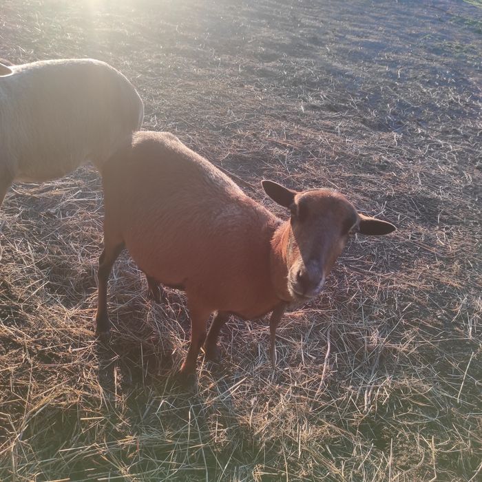 Owca kameruńska zakocona