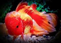 ,,Oranda Red,, welonka welonek welon gold fish złota rybka goldfish