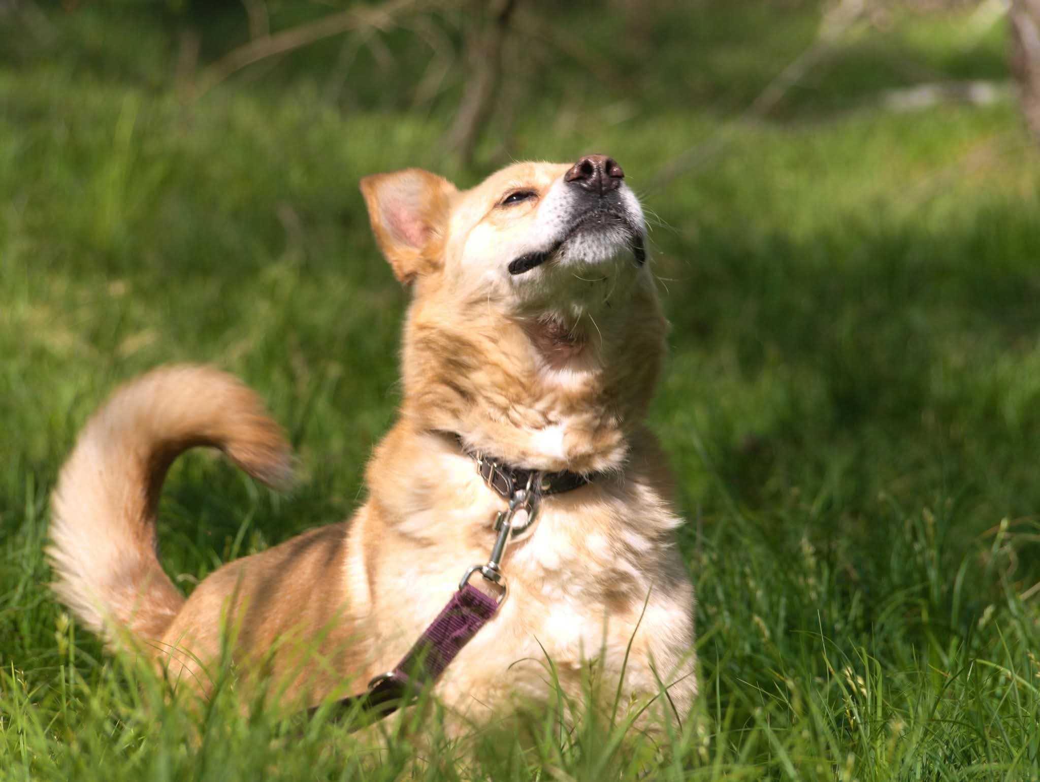 Major - przemiły pan pies ADOPCJA