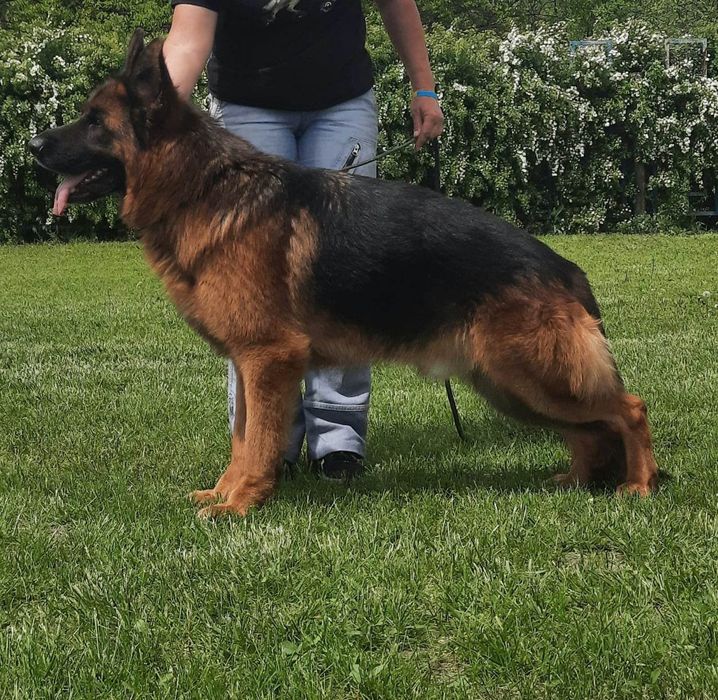 Кобель Немецкой овчарки глаткошорстный