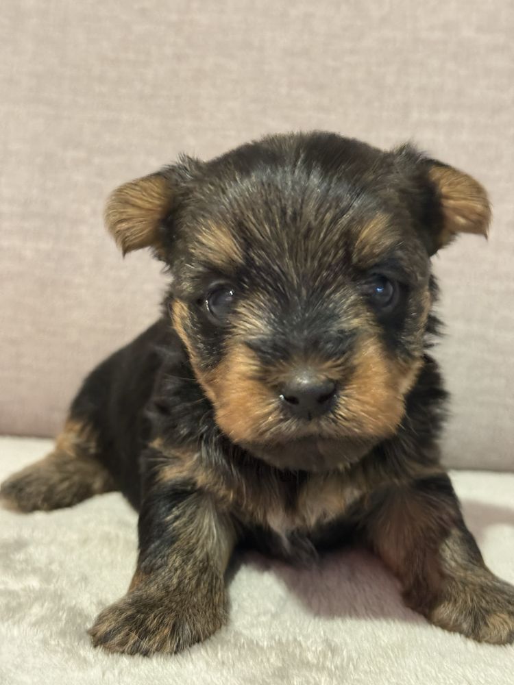 Yorkshire Terrier suczka