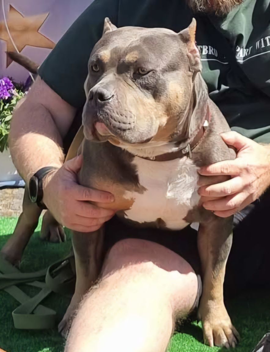 American Bully, Американський буллі, Булли, вязка