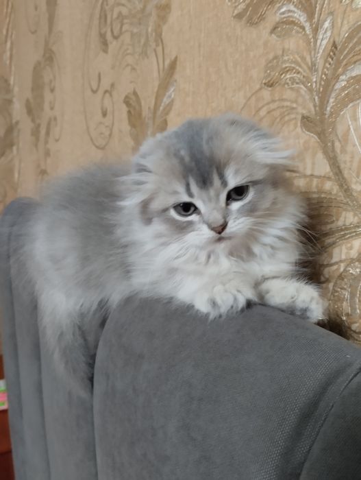 Продам кошенята. Шотландці