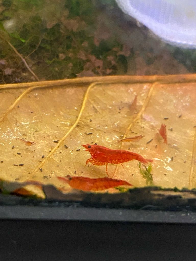 Neocaridinas Red Kanoko