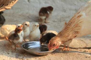 Інкубаційні Яйця ДОМИНАНТ Д 107