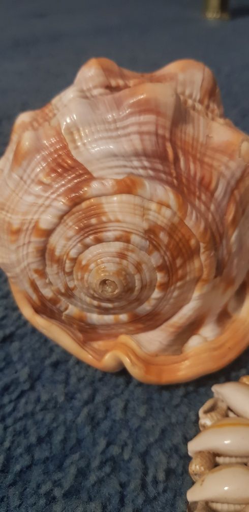 Океаническая ракушка  Ципрея 550грн