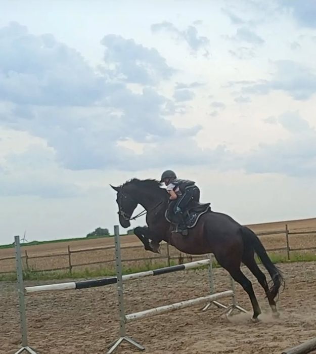 Klacz 7 lat do rekreacji hodowli