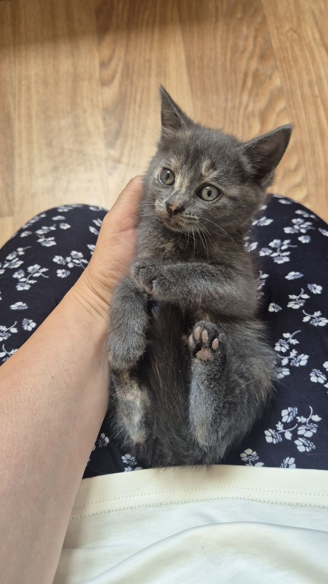 Кошеня дівчинка 2 місяці