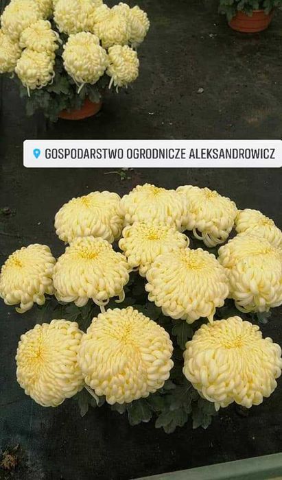 Chryzantemy wielkokwiatowe