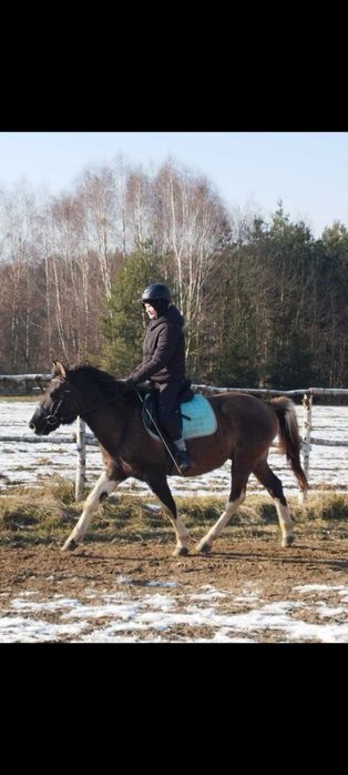 Ogier huculski 4 lata