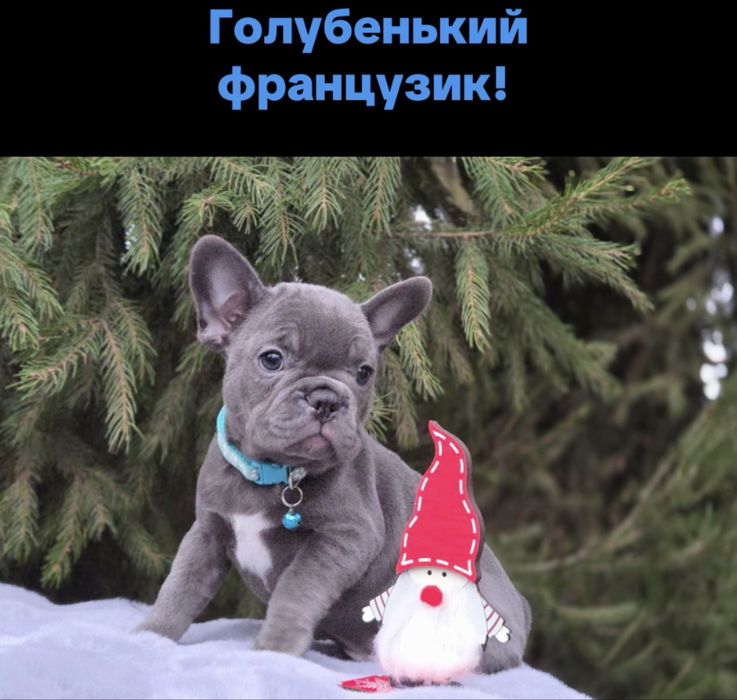 Мини голубой французик